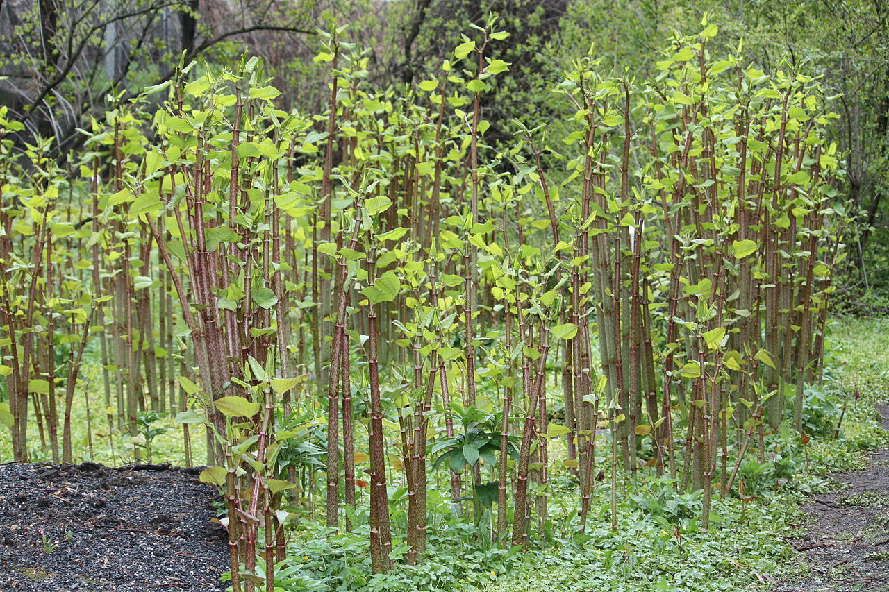 Young Knotweed