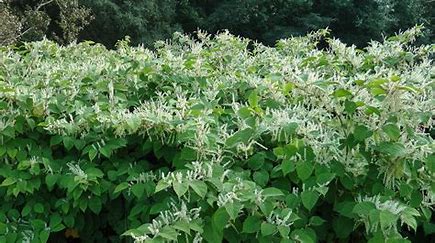 JAPANESE KNOTWEED IN FLOWER - IDEAL FOR SPRAYING