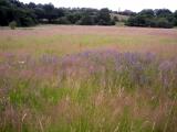 Goytside Meadows