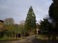 High Lee Park- Tree Walk