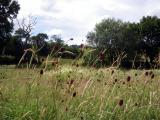 Goytside Meadows