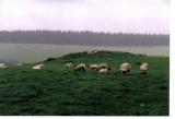 Carlton Pasture Cairn 2.