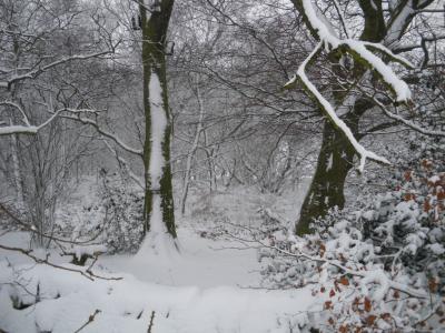 Wimberry Woods in winter