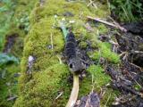 High Lee Park-Elephant Hawk Moth Caterpillar