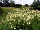 Goytside Meadows - Meadowsweet