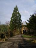 High Lee Park-Sequoiadendron giganteum